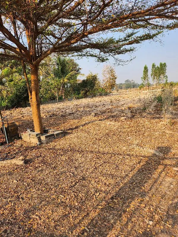 Land For Sale Surin Province