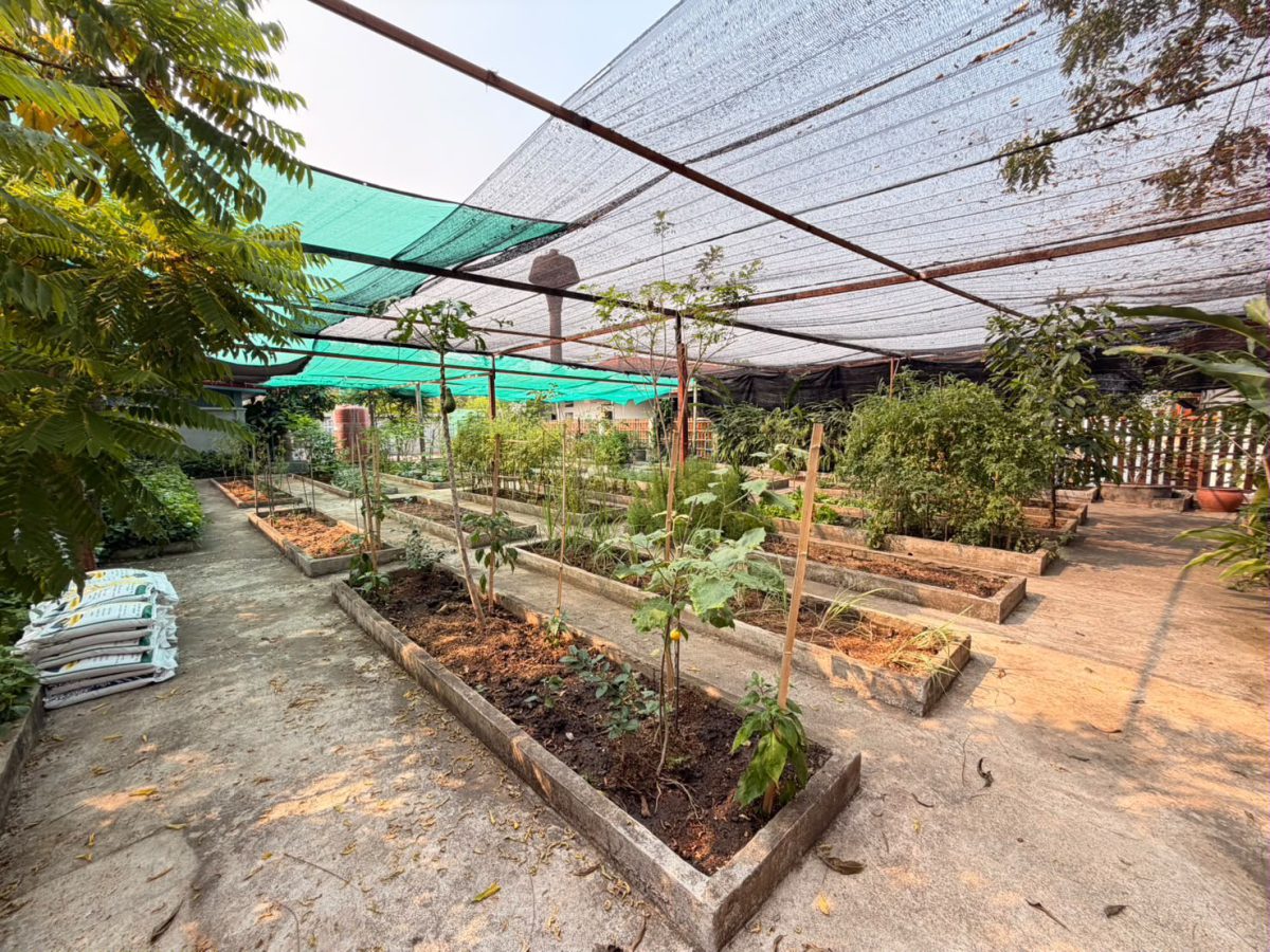 Unique investment in Chiang Mai: Beautiful swimming pool complex with detached house for sale — photo 3