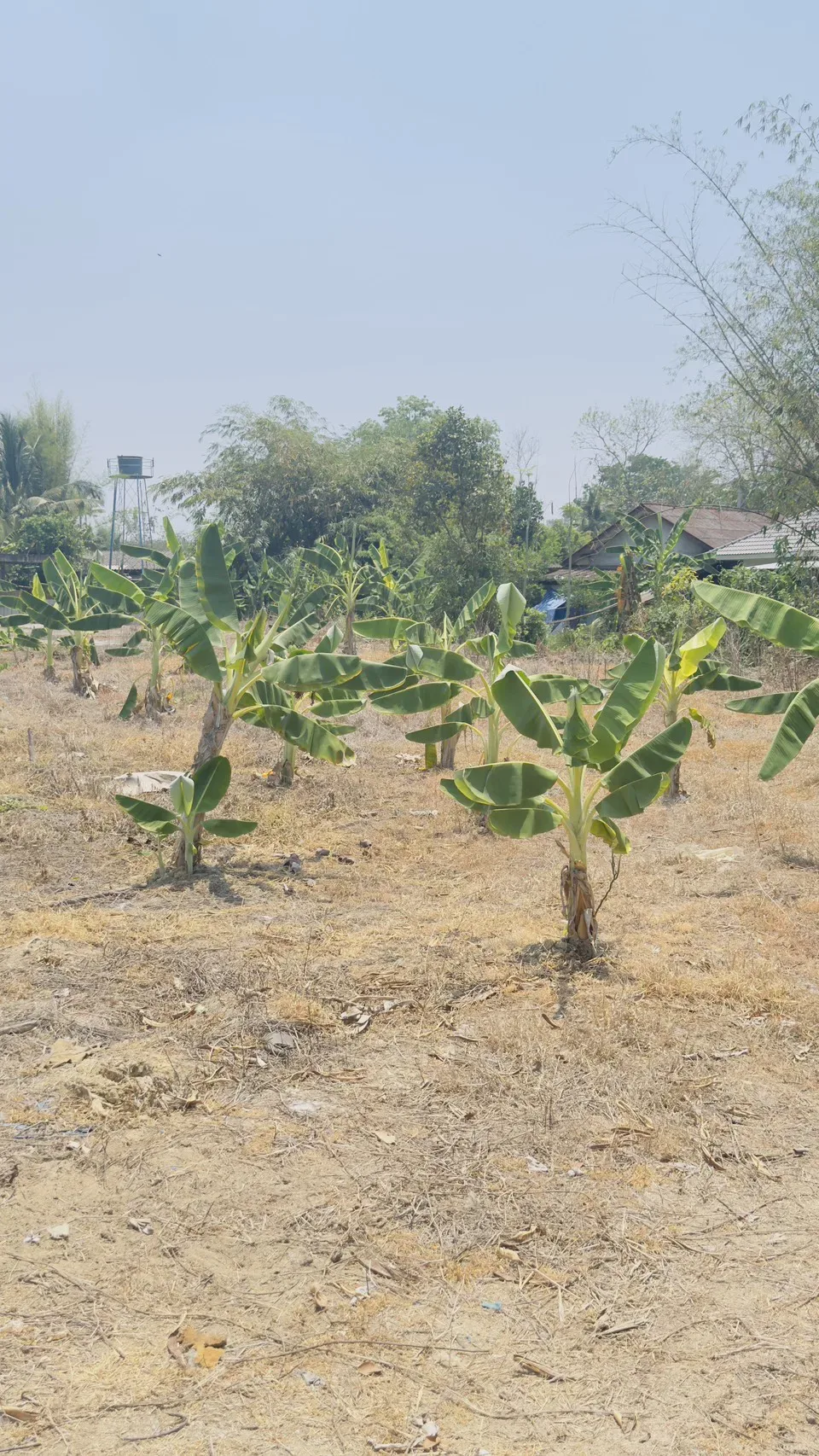 Beautiful land for sale in Chiang Mai – 563 square wah Or about 2252 sqm. — photo 1
