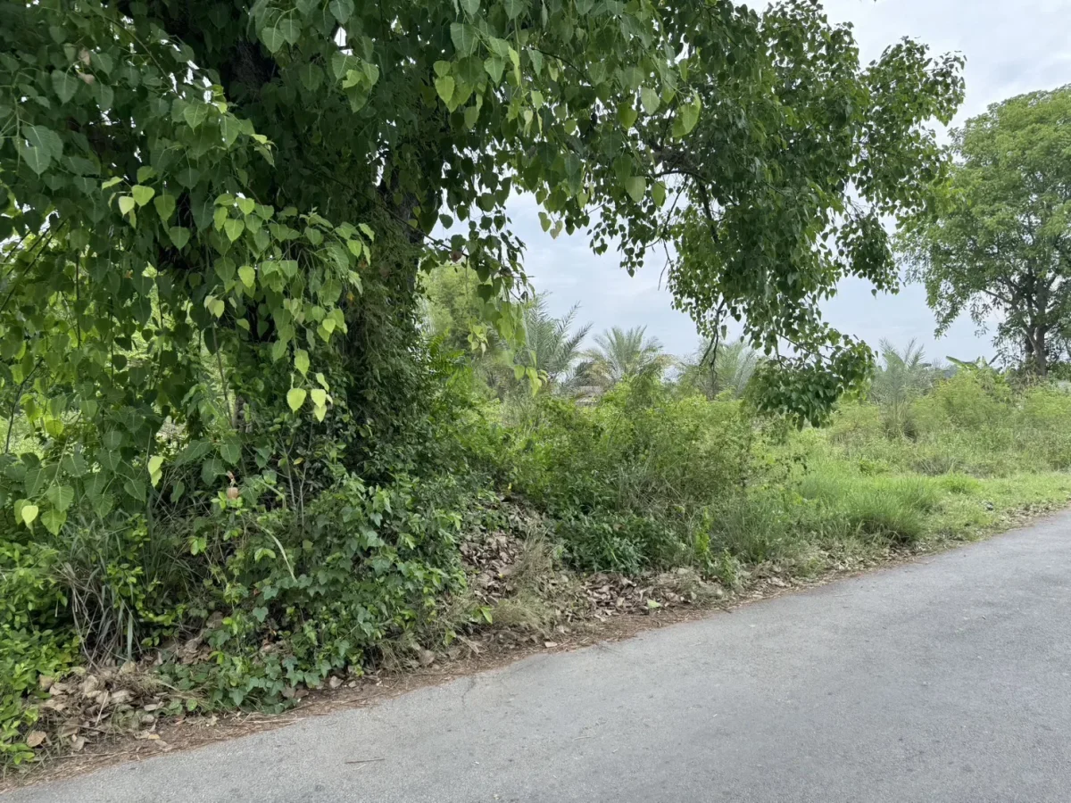 Beautiful plot of land for sale San Pa Tong at Chiang Mai 376 square wah  1504 sqm ขายที่ดิน 376 เกือบไร่  โฉนด สวยๆ สันปาตอง  เชียงใหม่ — photo 1