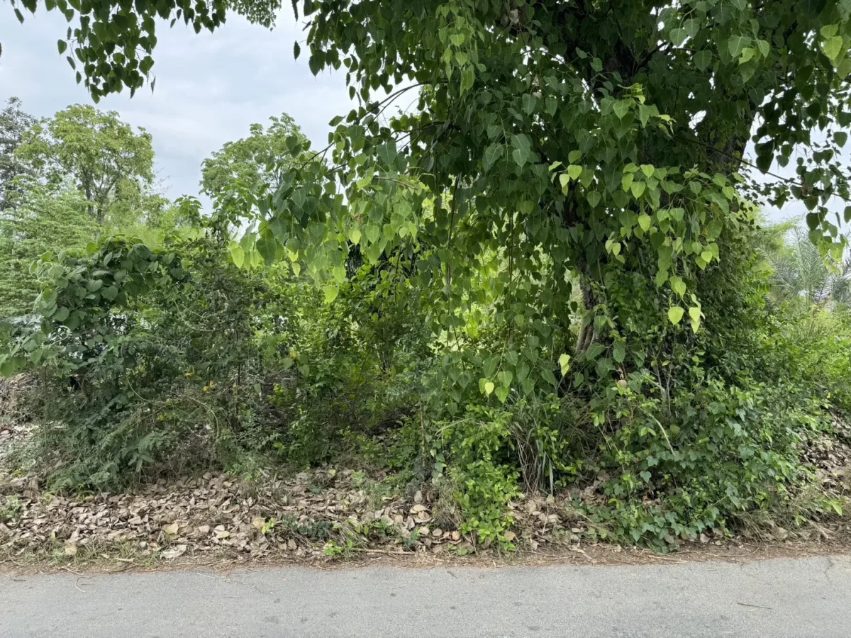 Beautiful plot of land for sale San Pa Tong at Chiang Mai 376 square wah  1504 sqm ขายที่ดิน 376 เกือบไร่  โฉนด สวยๆ สันปาตอง  เชียงใหม่ — photo 2